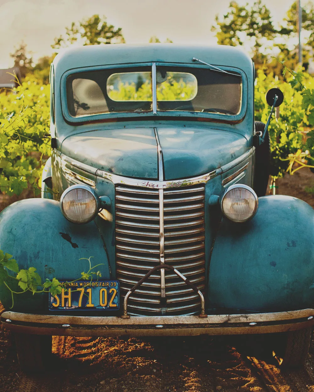 Blauer Oldtimer-Pick-up vor einem Weinfeld