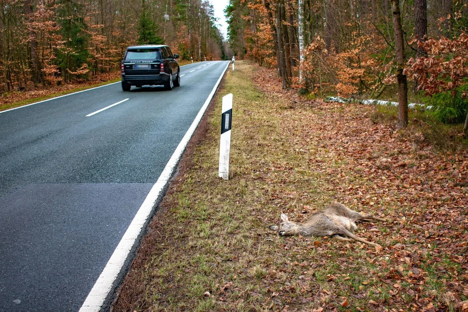 Totes Reh am Straßenrand neben einer Landstraße im Herbstwald: Wildunfall, was tun und wer zahlt